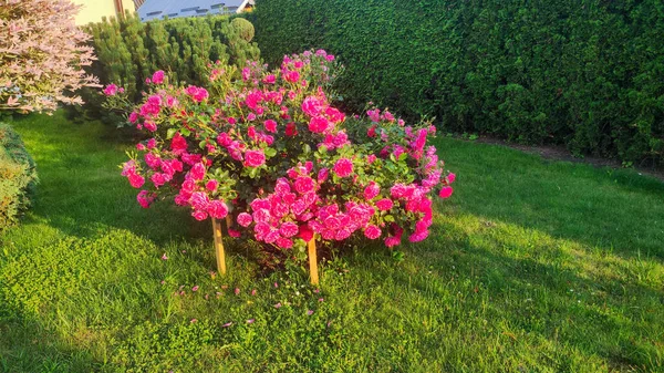 ピンクのバラのブッシュ 夏の花の背景 庭の低木に満開のピンクのバラ — ストック写真