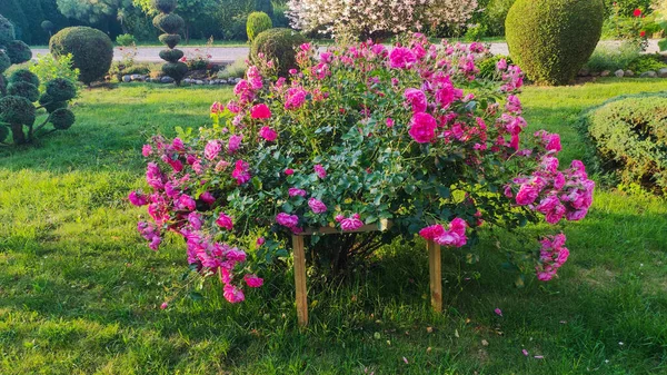 Krzew Różowych Róż Letnie Tło Kwiatowe Różowe Róże Pełnym Rozkwicie — Zdjęcie stockowe