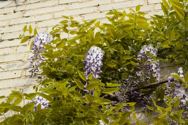 stock image Natural chinese wisteria flowers on stone wall. Blue Wisteria blossom.