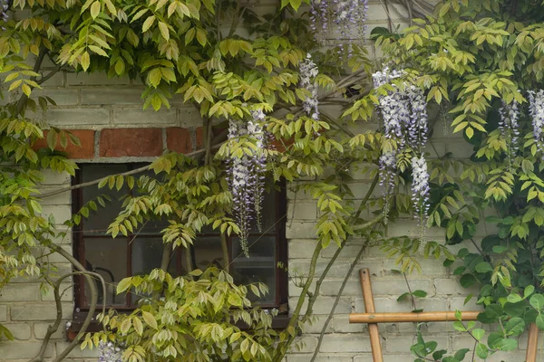 Φυσικά Κινέζικα Λουλούδια Wisteria Πέτρινο Τοίχο Ανθός Της Βιστεριάς — Φωτογραφία Αρχείου
