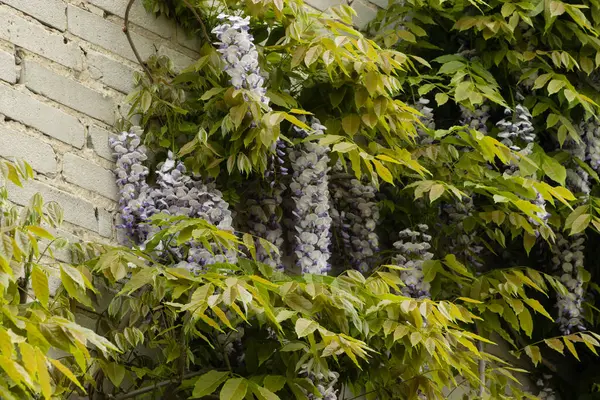 stock image Natural chinese wisteria flowers on stone wall. Blue Wisteria blossom.