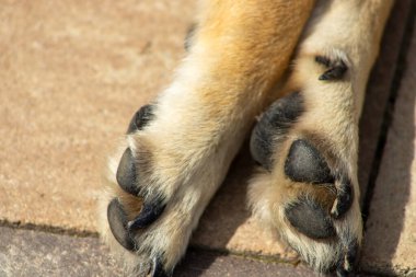  Bir köpeğin patilerine yakın çekim.