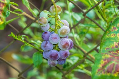 Ripe grape bunch on vine sunlit in wine garden.