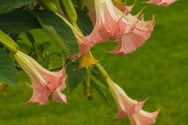 Datura çiçekleri sıradan yakın plan. Pembe trompet çiçekleri. Çiçekli Datura ağacı, Melek Borazanları, Ay çiçekleri