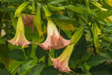 Datura çiçekleri sıradan yakın plan. Pembe trompet çiçekleri. Çiçekli Datura ağacı, Melek Borazanları, Ay çiçekleri