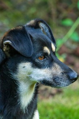 Siyah bir köpeğin kafasının yakın plan portresi