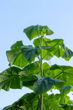 Ayrıntılı yaprakları olan canlı Paulownia ağacı.