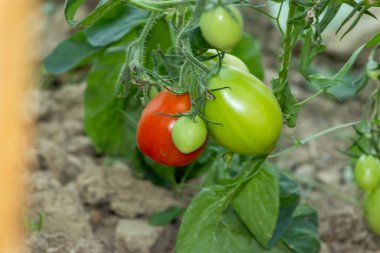 Çalılıklarda yeşeren vitaminlerle dolu taze ev yapımı domatesler..