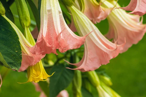 Datura çiçekleri sıradan yakın plan. Pembe trompet çiçekleri. Çiçekli Datura ağacı, Melek Borazanları, Ay çiçekleri