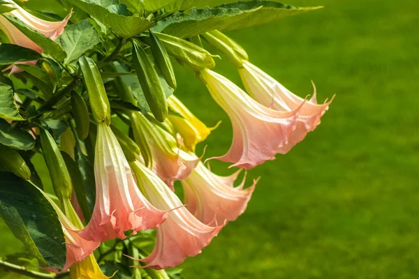 Datura Virágok Hétköznapi Közelkép Rózsaszín Trombitavirág Virágzó Datura Növény Angyal Jogdíjmentes Stock Fotók