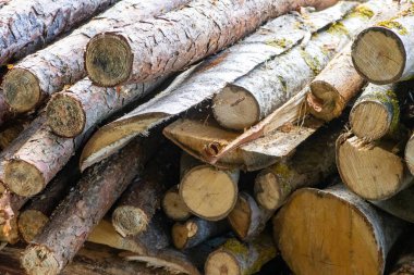 Kükreyen şenlik ateşi için titizlikle hazırlanmış bir ağaç..