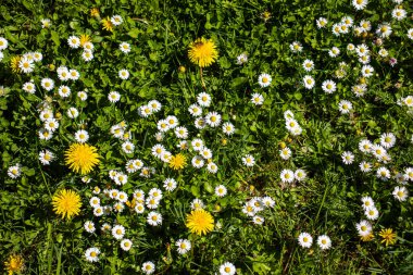 Beyaz çiçekli Bellis Perennis (papatyalar) tarlası yaz otlarında