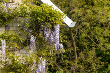 Muhteşem Wisteria Floribunda güzel bir şekilde bakılan bahçede çiçek açtı..
