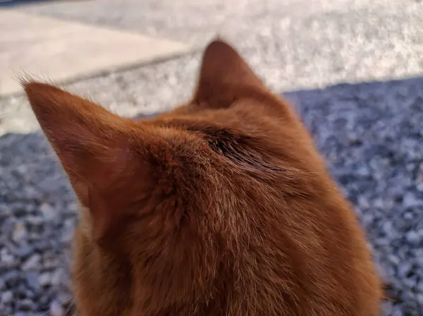 Close-up of a ginger cat\'s back and head showcasing intricate details.