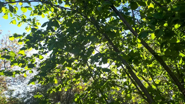 Verdant orman sahnesi yemyeşil yapraklar ve çalılarla doludur..