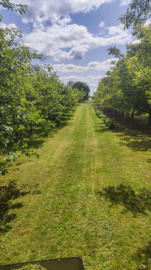 Çimenli çayırlarda ve ağaçlarda savrulan kıvrık bir yolun melankolik manzarası.