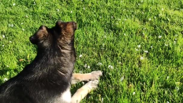 小狗躺在草地上 休息的狗 — 图库视频影像