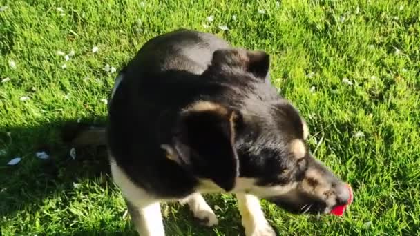 犬はノミを持っている 犬は自分自身を傷つけている 緑の草で楽しむ — ストック動画