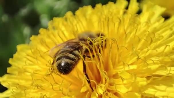 黄色い花に花粉を集める蜂のエクストリームクローズアップ — ストック動画