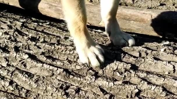 Fechar Pés Puros Redondos Cão — Vídeo de Stock