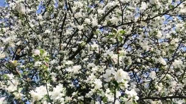 Цвіте Яблуня Квітуче Дерево Навесні Квіти Квітні Час Сонці — стокове відео