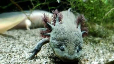 Axolotl 'un yakınında, tropikal akvaryumda. Ambystoma mexicanum türü. Birkaç La 'da yaşayan Meksikalı bir semender