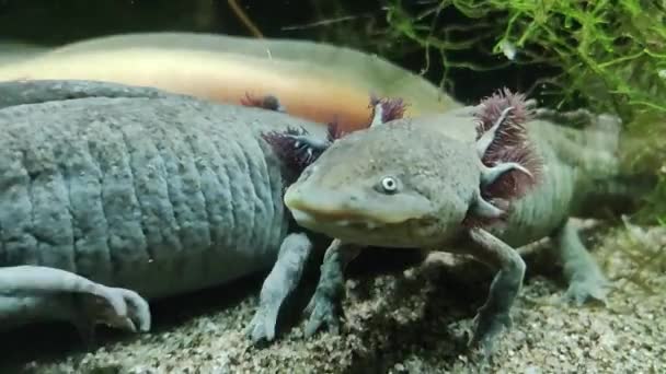 Närbild Axolotl Det Tropiska Akvariet Ambystom Mexikanska Arter Mexikansk Salamander — Stockvideo