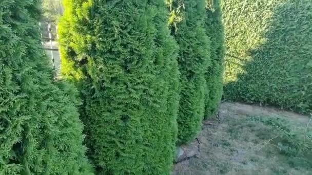 Konsep Berkebun Hedge Memangkas Tanaman Ornamental Bekerja Dengan Tanaman Luar — Stok Video