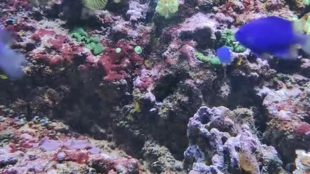 Ryby Mořských Akvárií Mořské Útesy Bezpečné Akvárium Barevné Ryby — Stock video