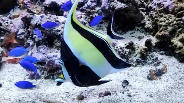Cirurgionfish Peixes Aquário Mar Recifes Marinhos Aquário Seguro Peixes Coloridos — Vídeo de Stock