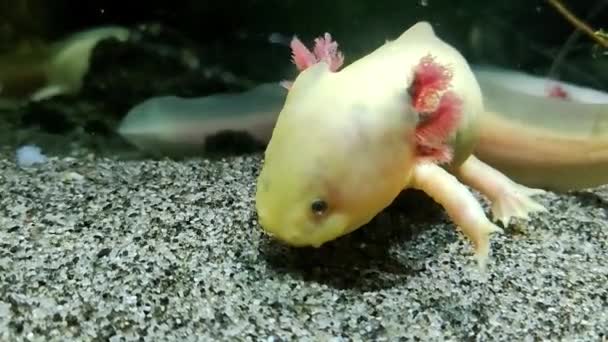 Zblízka Axolotl Tropickém Akváriu Ambystom Mexické Druhy Mexický Mlok Žijící — Stock video