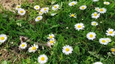 Papatya çiçekli yaz çayırı.