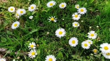 Papatya çiçekli yaz çayırı.