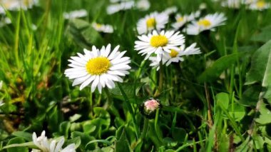 Papatya çiçekli yaz çayırı.