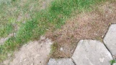 Hastalık yeşil çimlere ve kötü durumda çimlere zarar veriyor. Çim problemi