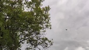 Gri fırtına bulutları ve ağaç dalları güçlü rüzgarlarda hareket ediyor.