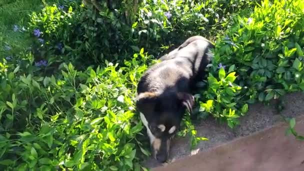 ビンカの小さな花に横たわっている犬 アウトドアビュー — ストック動画