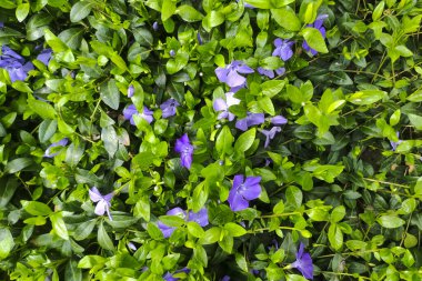 Bahar bahçesinde menekşe rengi vinca minör mor çiçekler. Vinca minör, küçük menekşe.