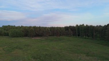 Havadan orman manzarası. Ormanda drone perspektifi