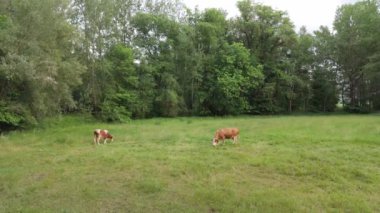 Avrupa 'da yeşil bir alanda otlayan ineğin yavaş çekim görüntüsü