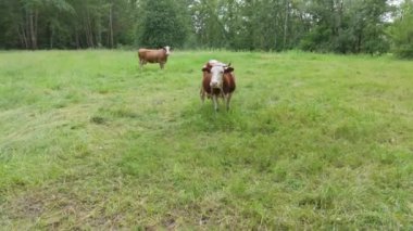 Avrupa 'da yeşil bir alanda otlayan ineğin yavaş çekim görüntüsü