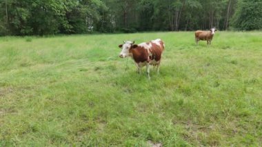 Avrupa 'da yeşil bir alanda otlayan ineğin yavaş çekim görüntüsü