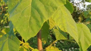 Paulownia Tomentosa (Yüksükotu ağacı) ağacı. Paulownia bitkisi yeşillik bırakır