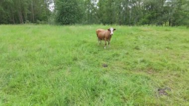 Avrupa 'da yeşil bir alanda otlayan ineğin yavaş çekim görüntüsü