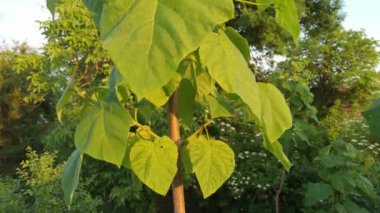 Paulownia Tomentosa (Yüksükotu ağacı) ağacı. Paulownia bitkisi yeşillik bırakır
