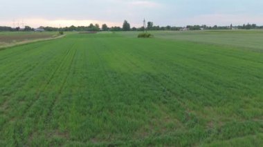 Tarım alanlarının havadan görünüşü. Drone perspektifi, kırsal