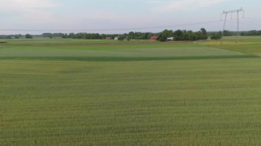 Yeşil buğday tarlasının hava aracı görüntüsü, Polonya.