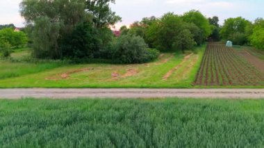 Yeşil buğday tarlasının hava aracı görüntüsü, Polonya.