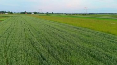 Yeşil buğday tarlasının hava aracı görüntüsü, Polonya.