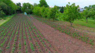 Patatesli küçük tarlaların havadan görünüşü